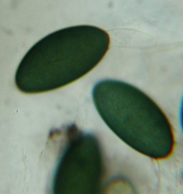 macrostoma