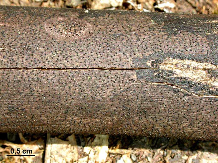 macrostoma