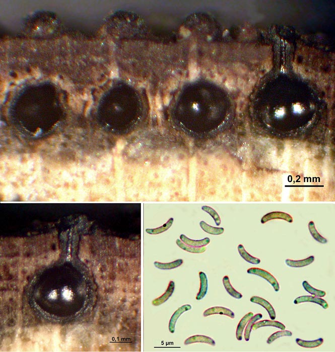 macrostoma