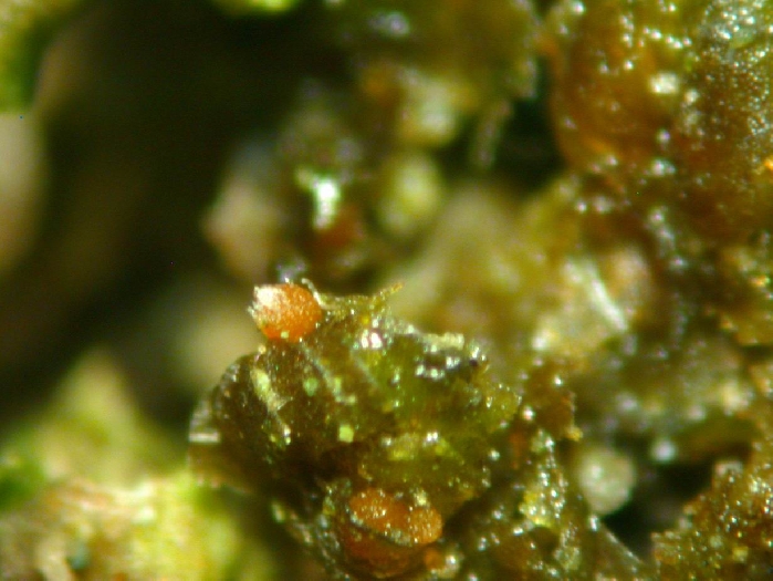 macrostoma