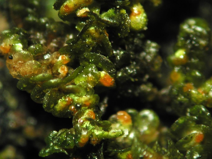 macrostoma