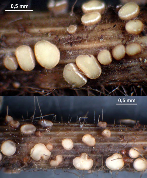 macrostoma