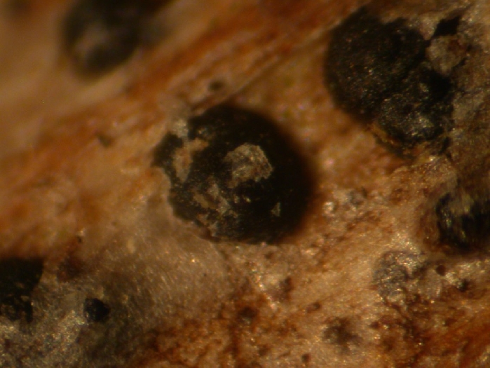 macrostoma