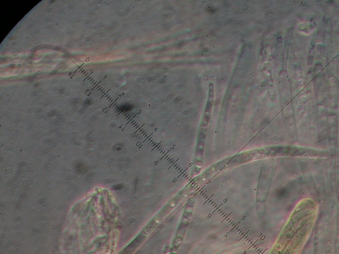 macrostoma