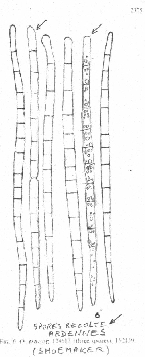 macrostoma