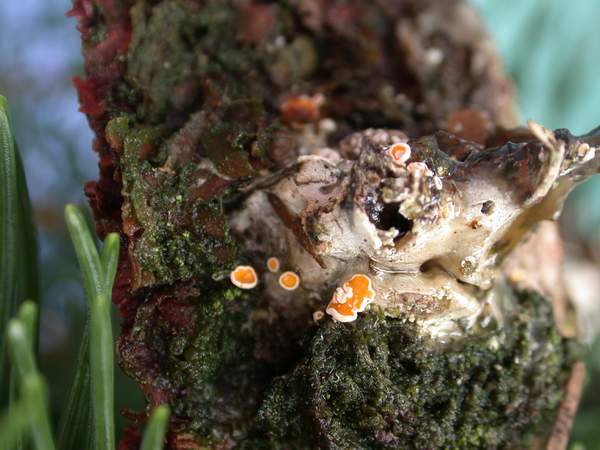 macrostoma