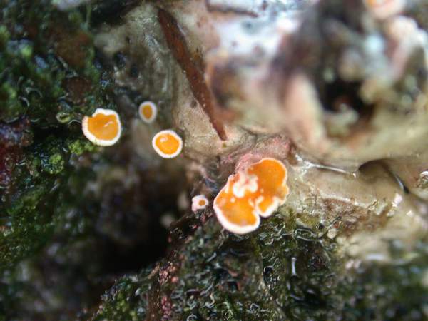 macrostoma