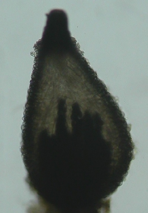 macrostoma