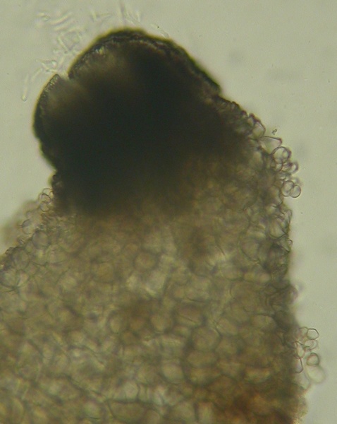 macrostoma