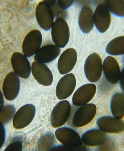 macrostoma