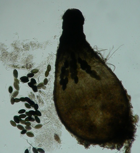 macrostoma