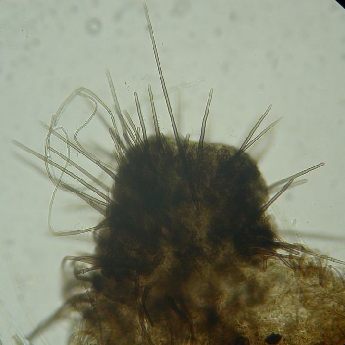 macrostoma