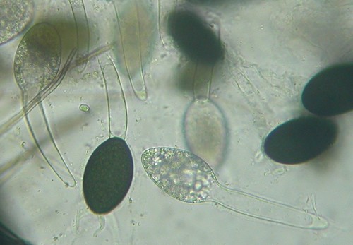 macrostoma