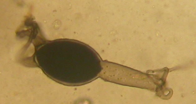 macrostoma