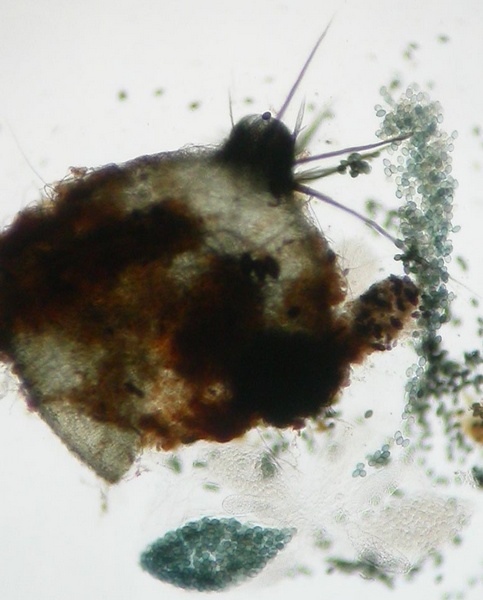 macrostoma