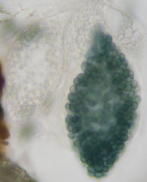 macrostoma