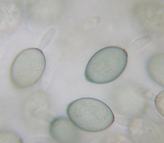 macrostoma