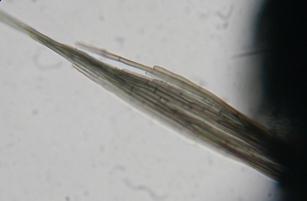 macrostoma