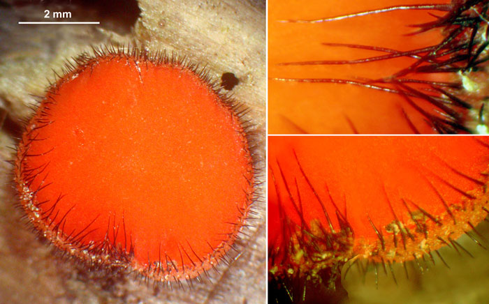 macrostoma