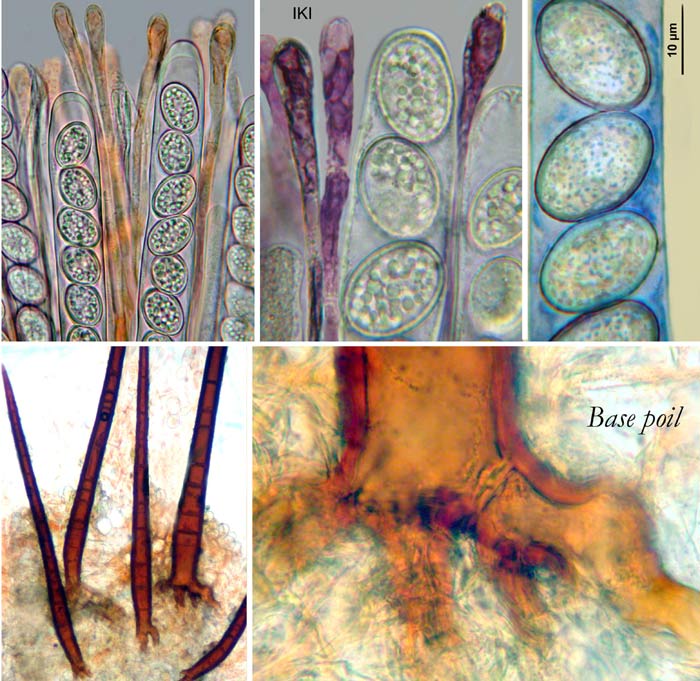 macrostoma