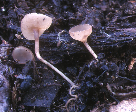 macrostoma