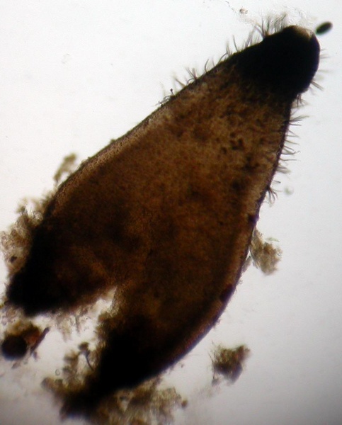 macrostoma