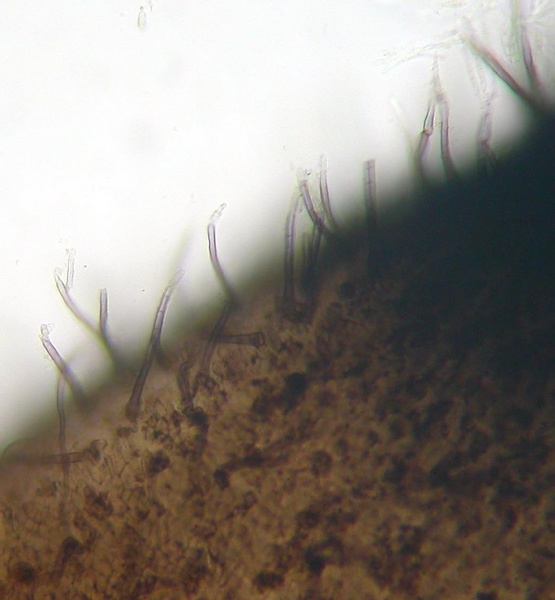 macrostoma