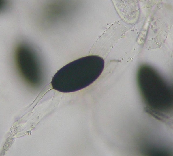 macrostoma