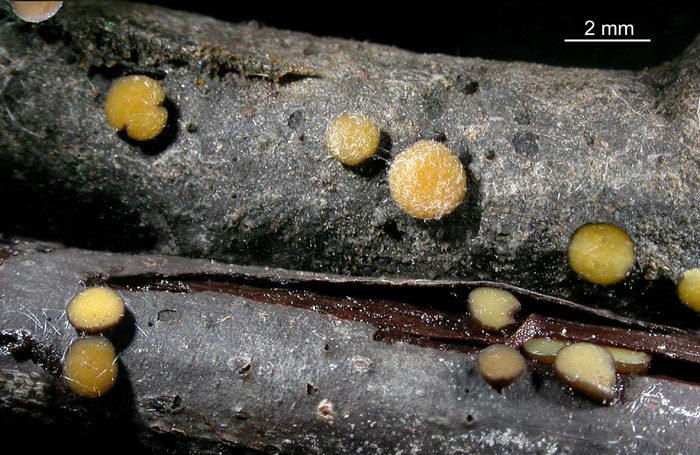 macrostoma