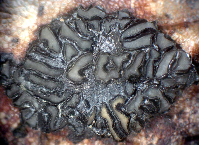 macrostoma