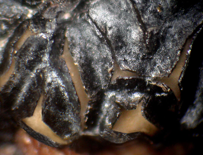 macrostoma