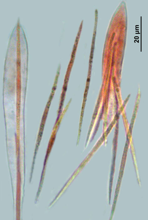 macrostoma