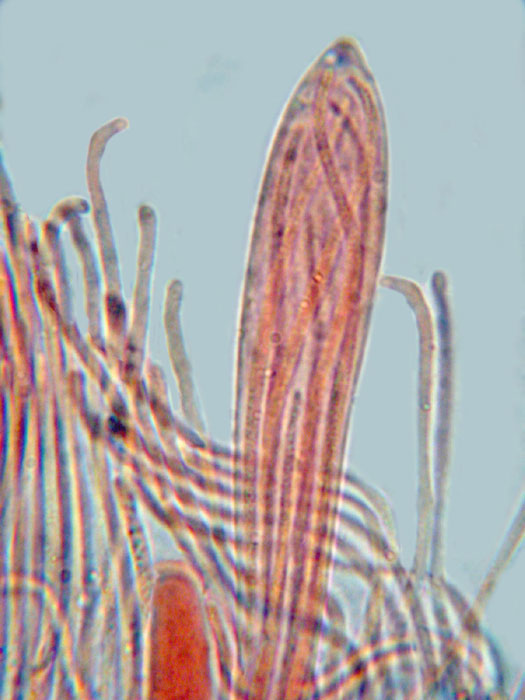 macrostoma