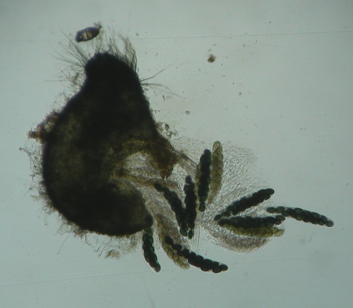 macrostoma