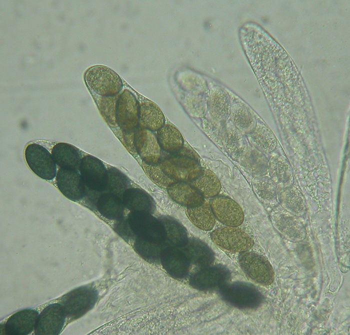 macrostoma