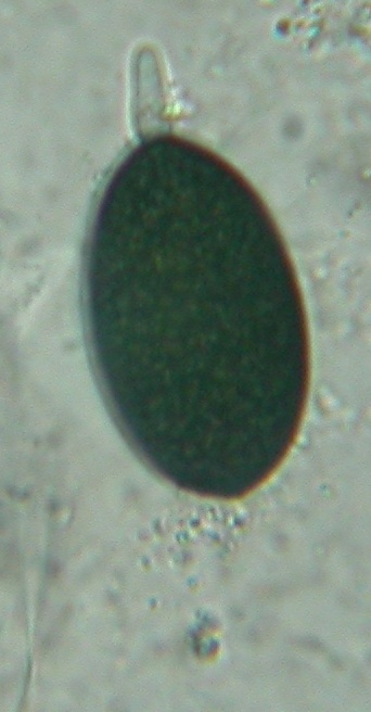 macrostoma