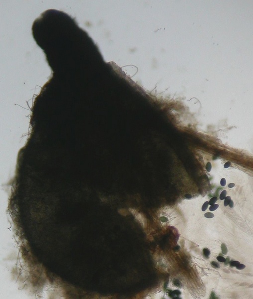 macrostoma