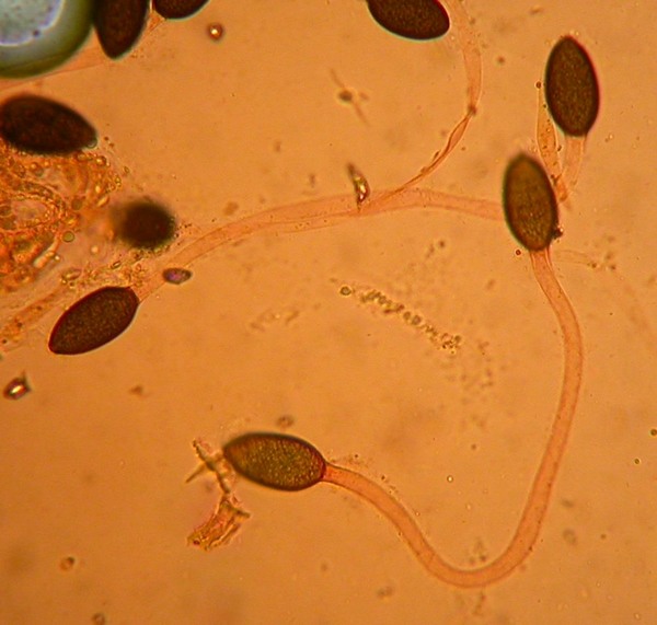 macrostoma