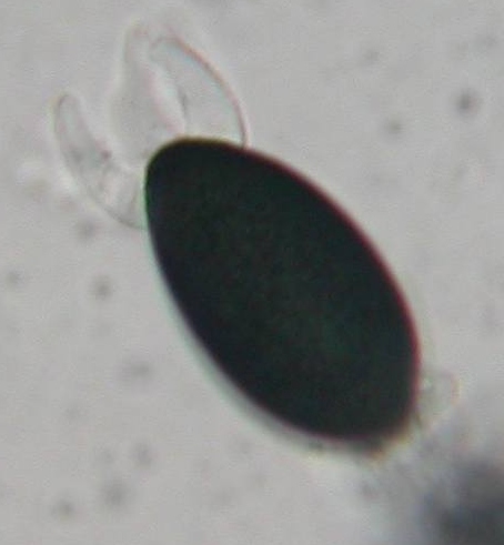 macrostoma