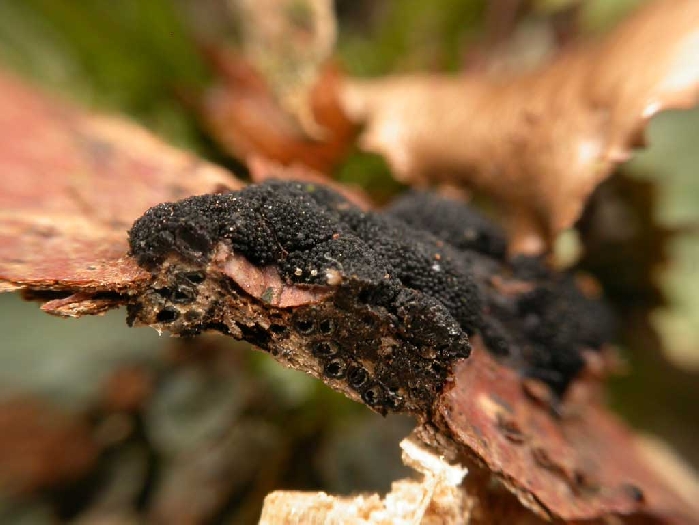 macrostoma