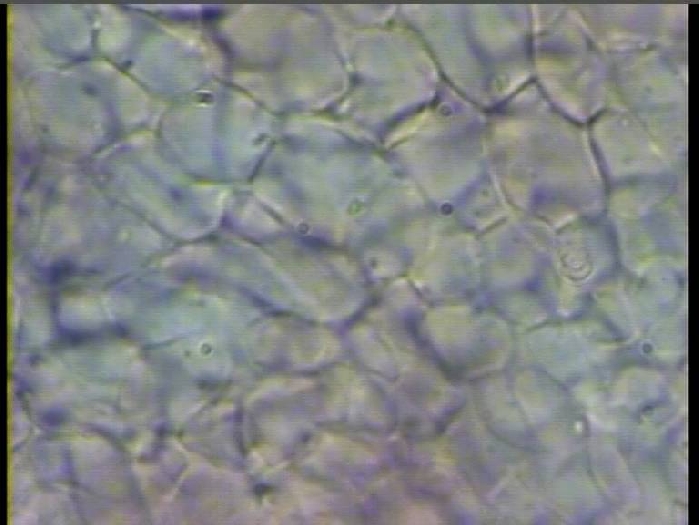 macrostoma
