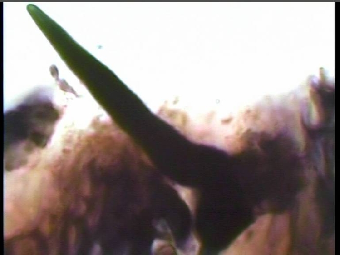 macrostoma