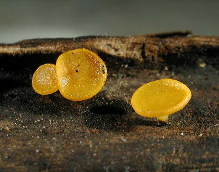 macrostoma