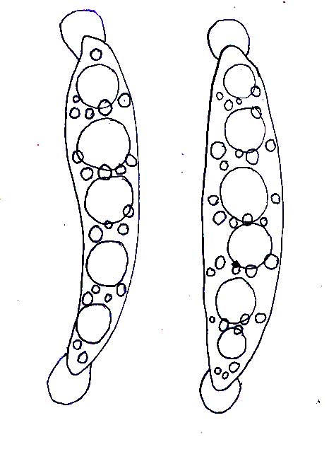 macrostoma