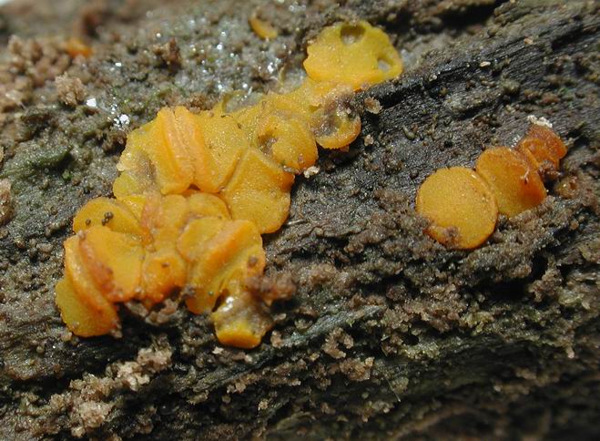 macrostoma