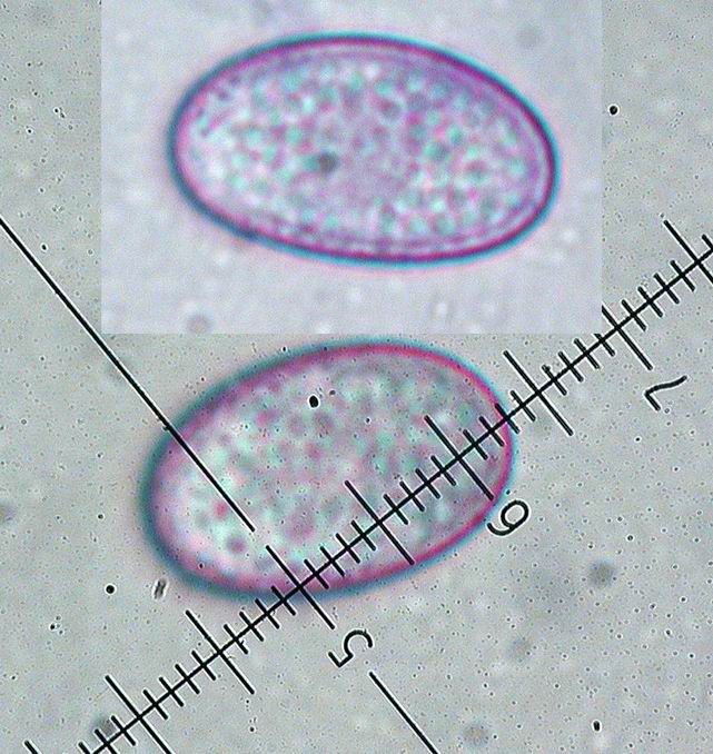 macrostoma