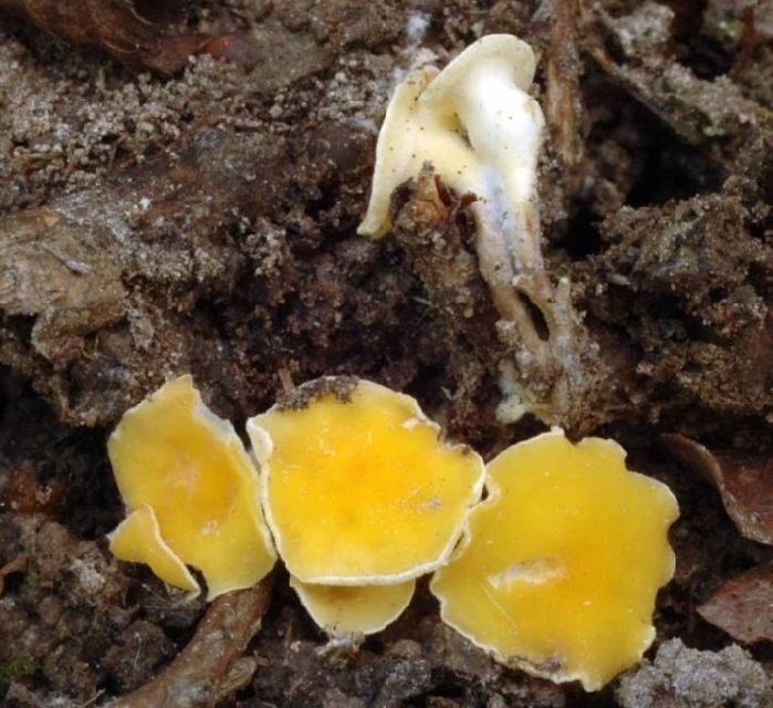 macrostoma