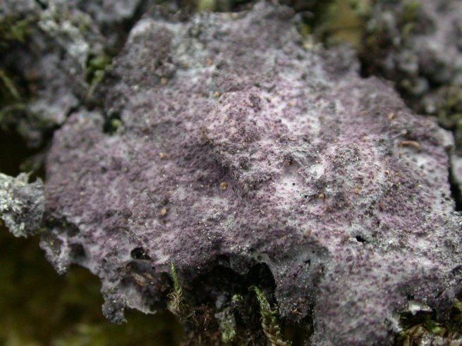 macrostoma