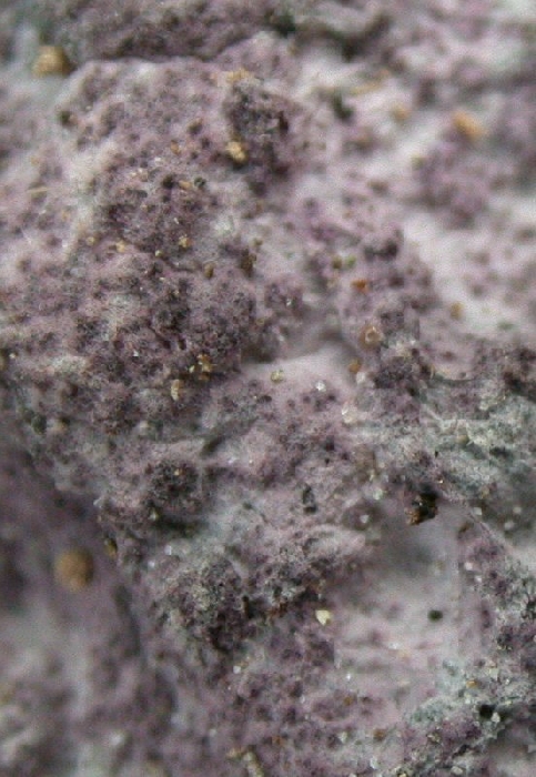 macrostoma