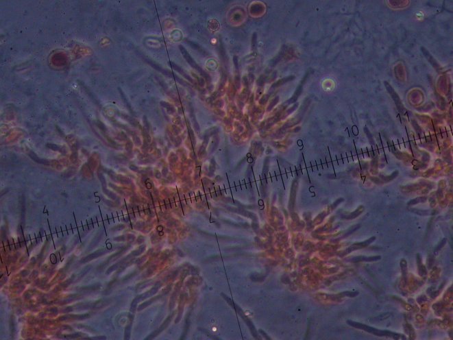 macrostoma
